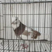 کبوتر|پرنده|فولادشهر, B1|دیوار