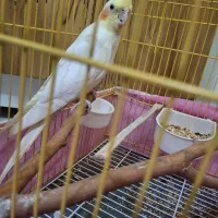 طوطی عروس هلندی لوتینو یک ساله|پرنده|الوند, |دیوار