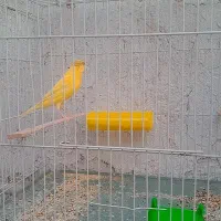 قناری نر|پرنده|سبزوار, پاسداران|دیوار