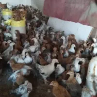 جوجه و مرغ|حیوانات مزرعه|اندیمشک, |دیوار