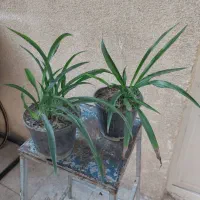 گندمی|گل و گیاه طبیعی|تهران, شهید رجایی|دیوار