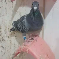 نر وماده پلاکی درجه یک|پرنده|سوسنگرد, |دیوار