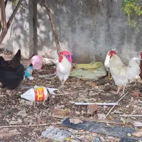 معاوضه با مرغ|حیوانات مزرعه|آزادشهر, |دیوار