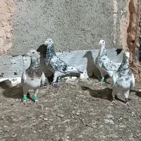 کفتر هفرنگ