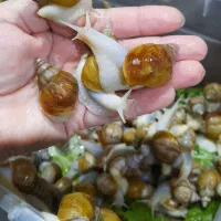 حلزون های پرورشی کلاژن ساز|خزنده|ممقان, |دیوار