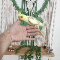 جوجه عروس رام و دستی|پرنده|لاهیجان, جمهوری|دیوار