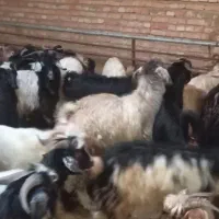 ۲۳۰ عدد بزغاله نر|حیوانات مزرعه|بستان آباد, |دیوار