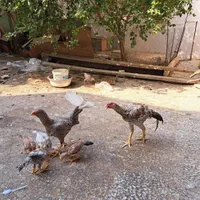 فروش مرغ و خروس لاری|حیوانات مزرعه|بندر کنگان, |دیوار