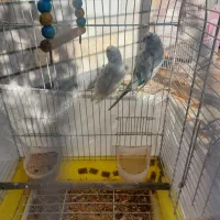 یک جفت مرغ عشق|پرنده|لردگان, |دیوار