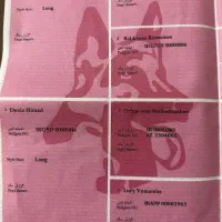 سگ ژرمن شولاین|سگ|بم, |دیوار