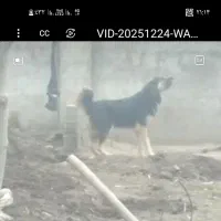 سگ نگهبان