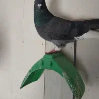 دم سفید|پرنده|الوند, |دیوار