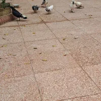 فروشی|پرنده|اصفهان, ردان|دیوار