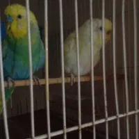 مرغ عشق خوشگل ۶۰۰
