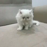 گربه پرشین|گربه|مهاباد (آذربایجان غربی), |دیوار