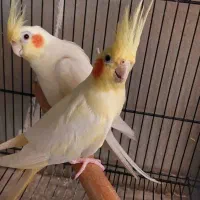 فروش ۲۵ عدد عروس هلندی