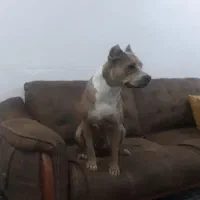 گمشده|حیوانات|مسجد سلیمان, |دیوار