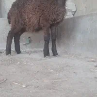 1عدد بره ماده امروز از گله خودم آوردم جنص خوب|حیوانات مزرعه|گنبد کاووس, |دیوار