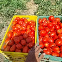 گوجه ربی درجه یک