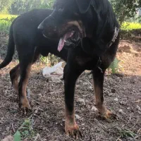 سگ رتوایلر نر یک سال و نیم|سگ|سنگر, |دیوار