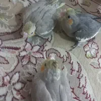 عروس هلندی جفت