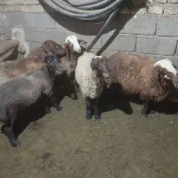 بره نر
