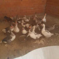 غاز  معلی  ۲۰عدد  و زنشون  ۴ کیلو تا۵کیلو  میباشن|حیوانات مزرعه|مریوان, |دیوار