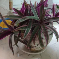 گل طبیعی|گل و گیاه طبیعی|کرمانشاه, |دیوار