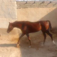 فروش واگذاری اسب عرب اصیل
