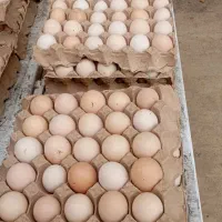 فروش تخم مرغ محلی|خوردنی و آشامیدنی|قائم‌شهر, |دیوار