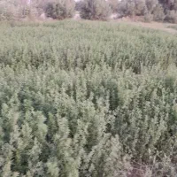زمین کشاورزی روستای پیری بنیاد|فروش دفتر صنعتی، کشاورزی، تجاری|زابل, |دیوار