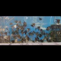 ماهی آکواریومی|ماهی|سبزوار, پیام|دیوار