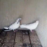 کفتر پرشی فروشی