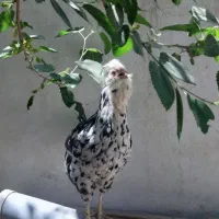 تخم مرغ و جوجه گلین ریشی چهل تاج فروشی|حیوانات مزرعه|سیرجان, |دیوار