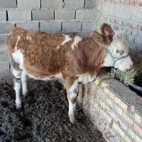 گوساله ماده|حیوانات مزرعه|نگین شهر, |دیوار