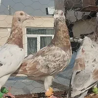 دوجفت هفترنگ خوب