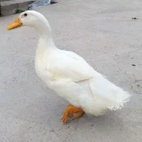 اردک