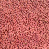 لوبیا قرمز|خوردنی و آشامیدنی|قلقل رود, |دیوار