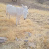 الاغ‌نرباری