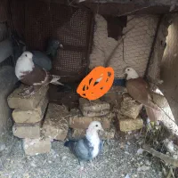 کله سفید جوانه