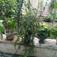 بن سای خرفه|گل و گیاه طبیعی|تهران, شهرک آزادی|دیوار