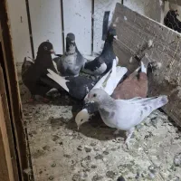 ۷ تا حیون سالم  ۱۲۰۰|پرنده|تهران, بهارستان|دیوار