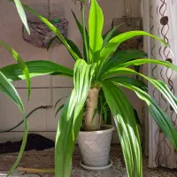 گل اشک ملکه|گل و گیاه طبیعی|اصفهان, ارداجی|دیوار