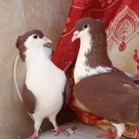 یه جفت ساده سرخ کاکل