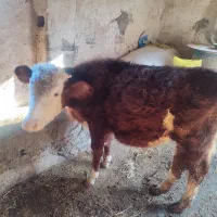 گاو لیشه مونت و سیمینتال شرابی