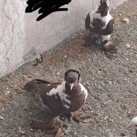 کبوتر ککیلی قرمزی|پرنده|اردبیل, |دیوار