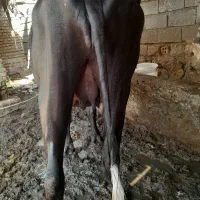 گاومیش
