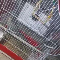 عروس هلندی توسی