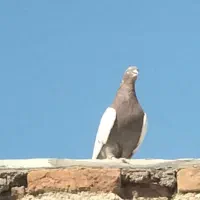 کبوتر رنگی|پرنده|مسجد سلیمان, |دیوار