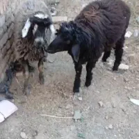 دو عدد بر نر  جفتش باهم ۵۰